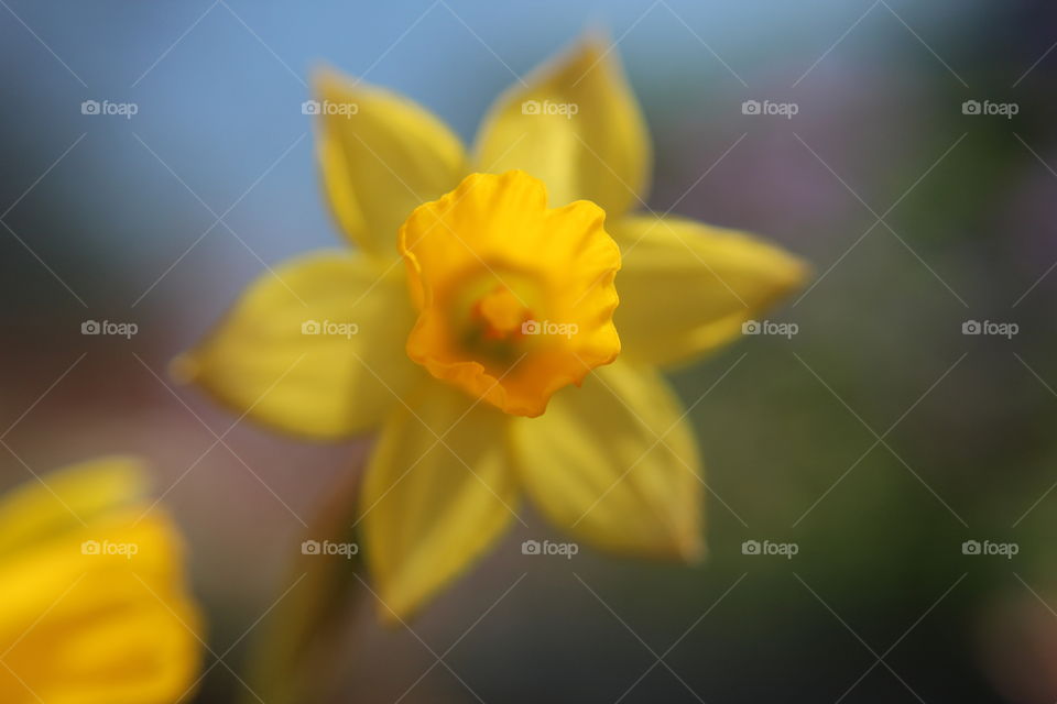 macro of yellow flower