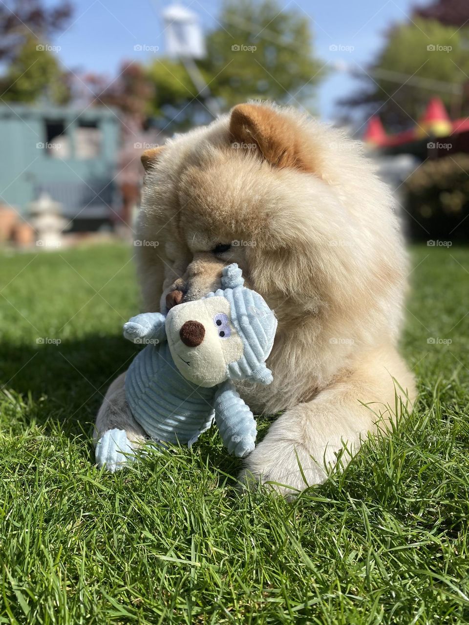 Holding tightly onto a toy in the garden 