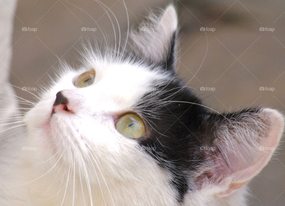 cat pet eyes beautiful by samueldibb