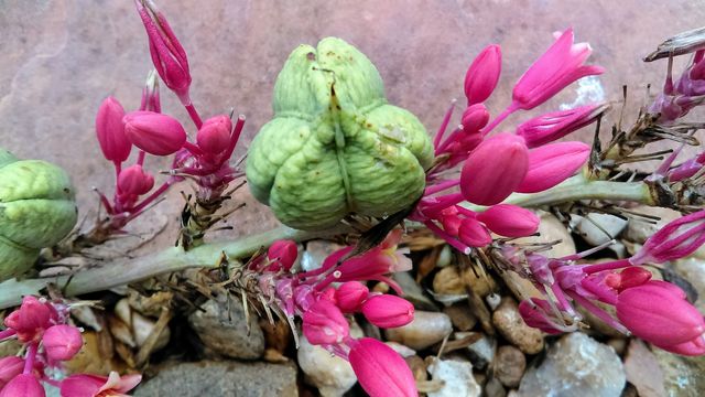 Flowers and pod