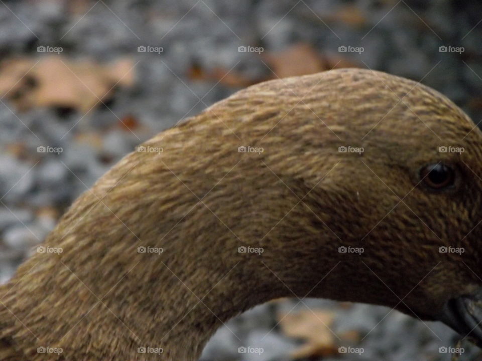 up close to a duck