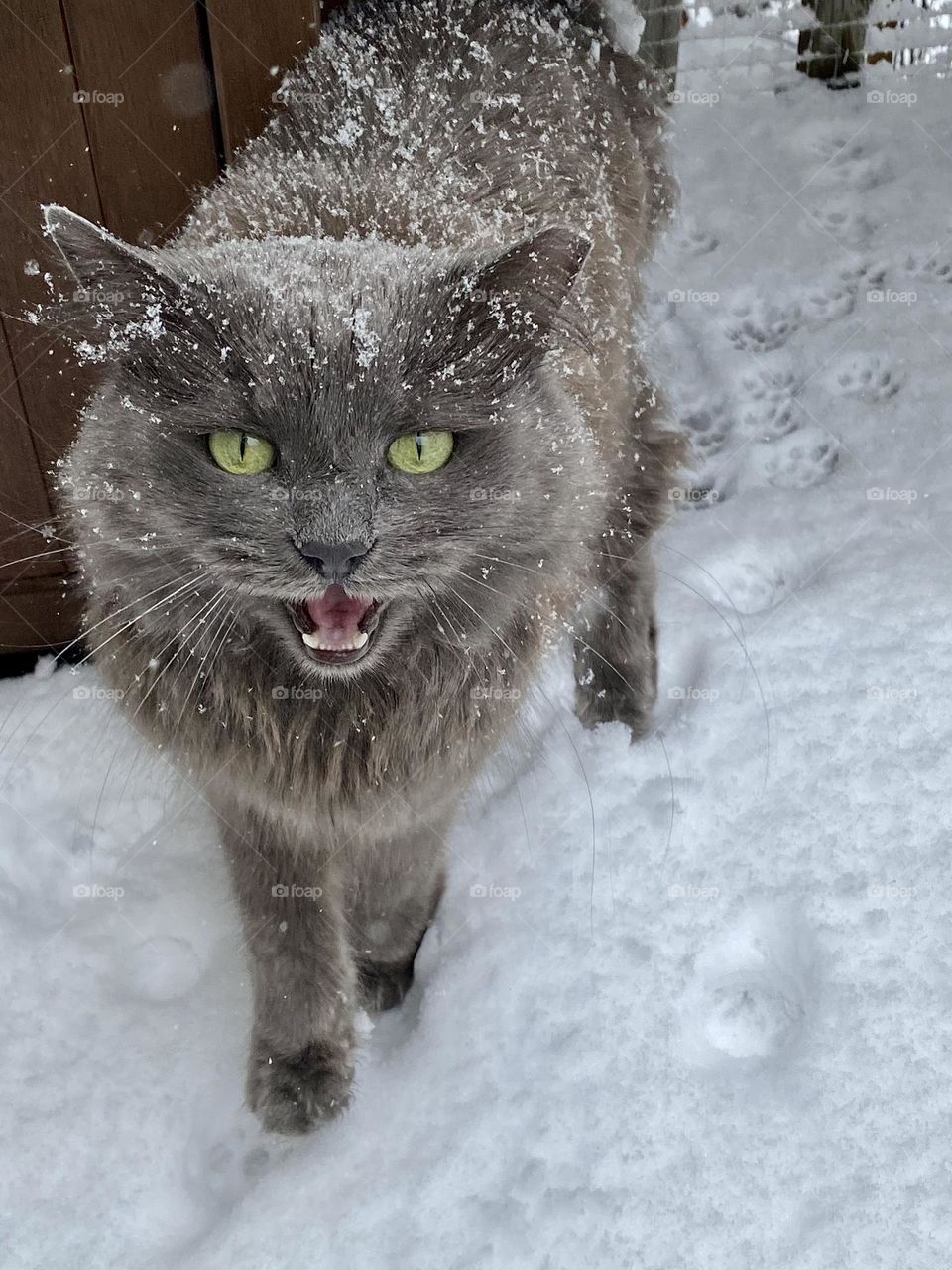 A grey cat who is not happy with the snowy weather