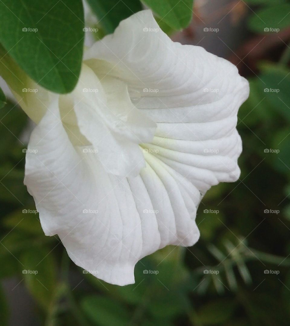 flower white real pure
