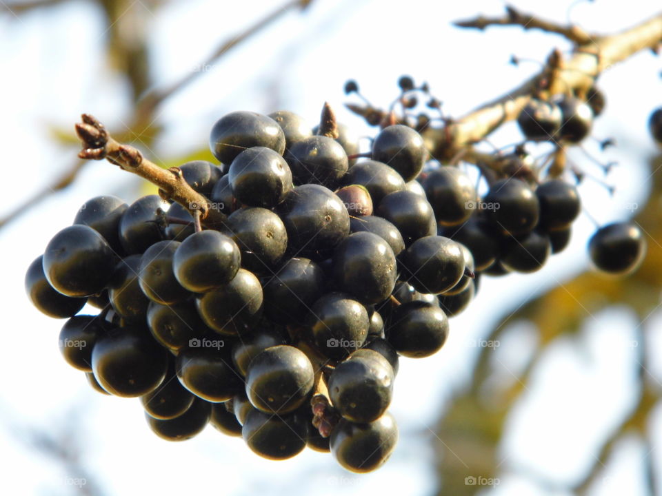 fruit in nature or fruit in forest