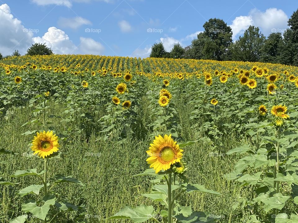 Sunflower field on a sunny day