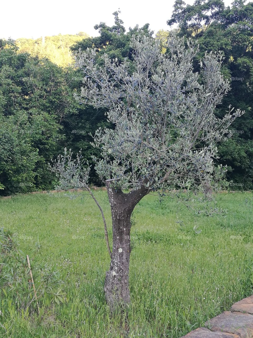 oljka tree