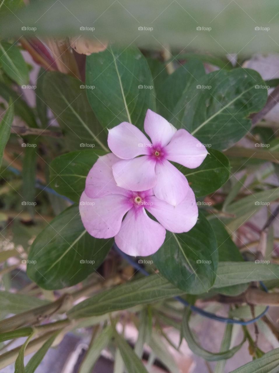 periwinkle pink flower fresh seasonal looking very beautiful generally found everywhere fresh
