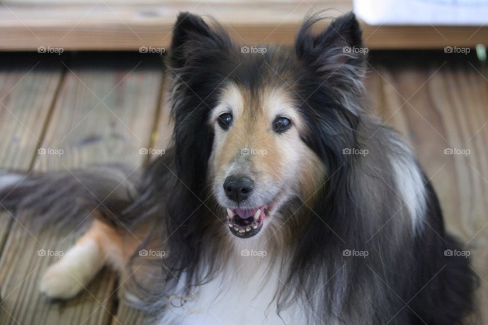 Sheltie