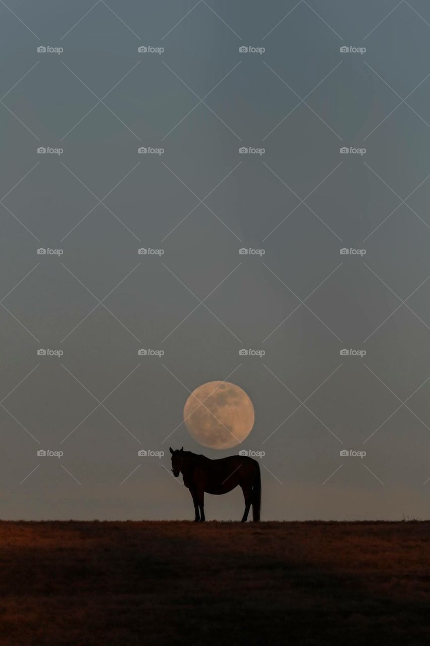A horse under the moon