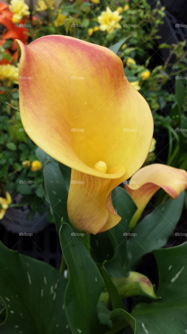 yellow. cala lily