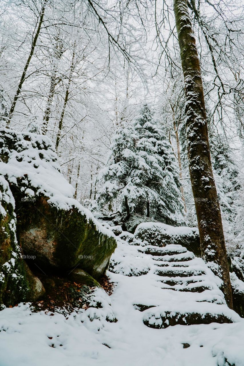 The black forests white winter coat.