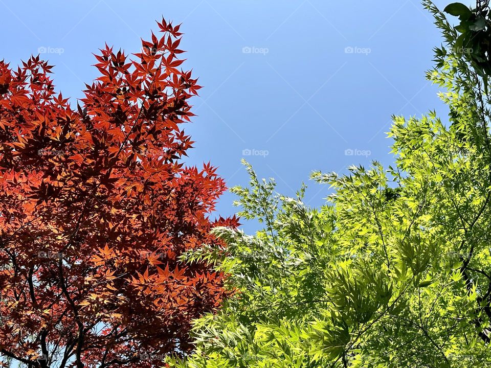 Autumn VS Summer at the park