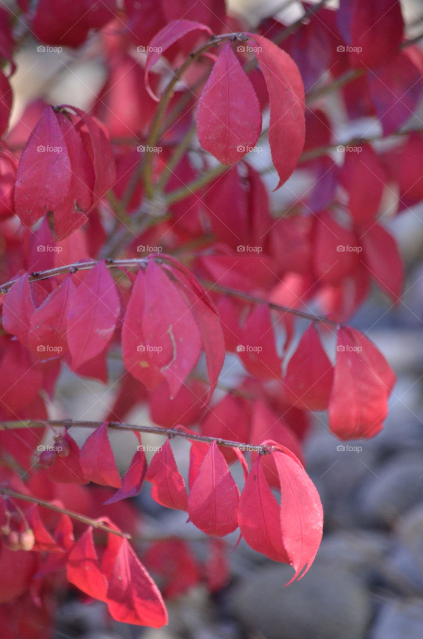 Fall Burning Bush