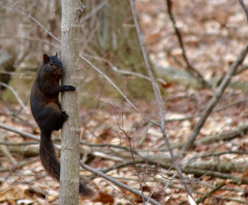 Black squirrel in the forest 