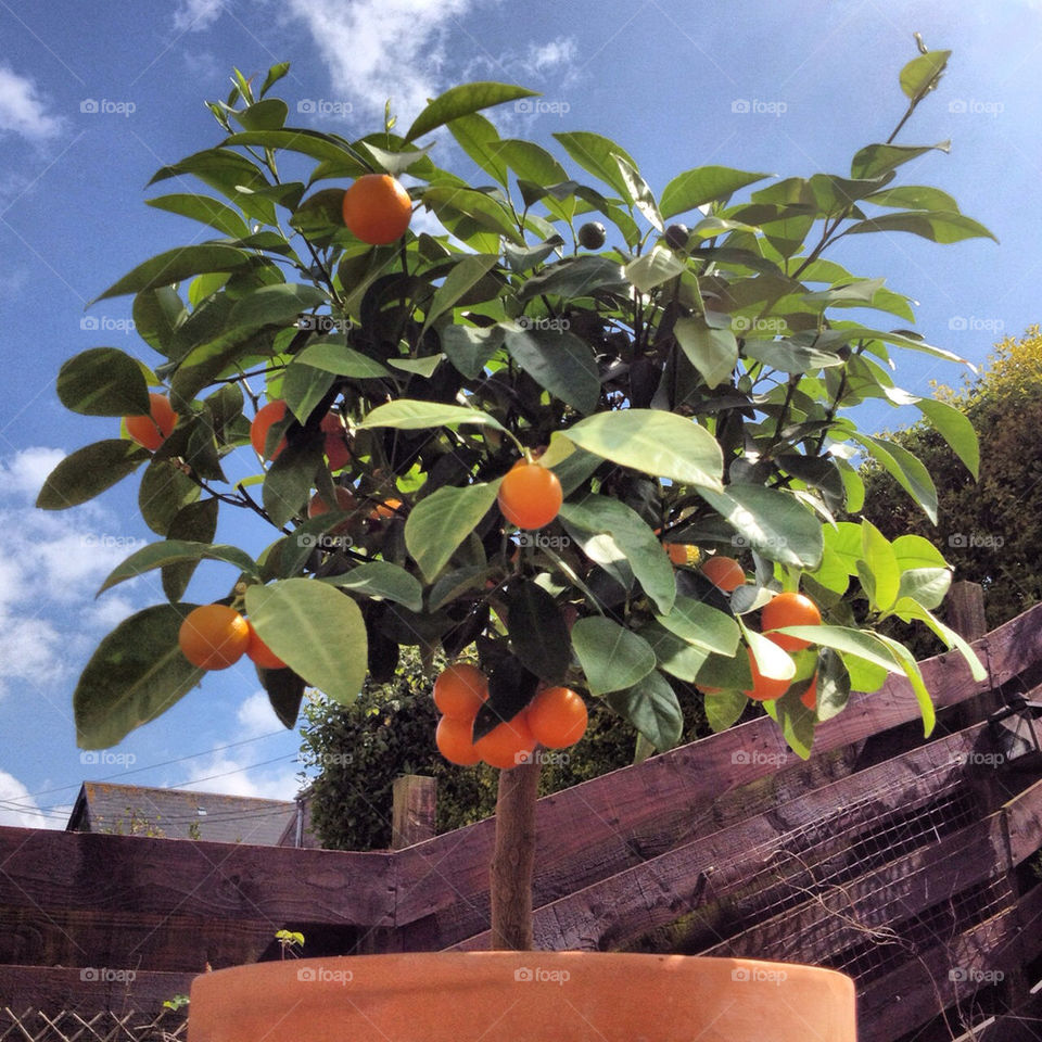 tree oranges bluesky fruits by keefo13