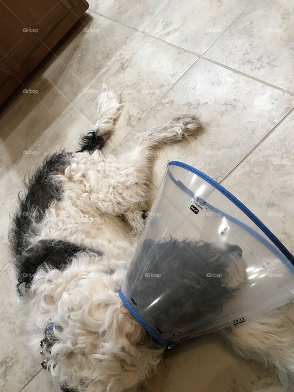Young six month old Pyredoodle dog wearing Elizabethan collar after surgery 