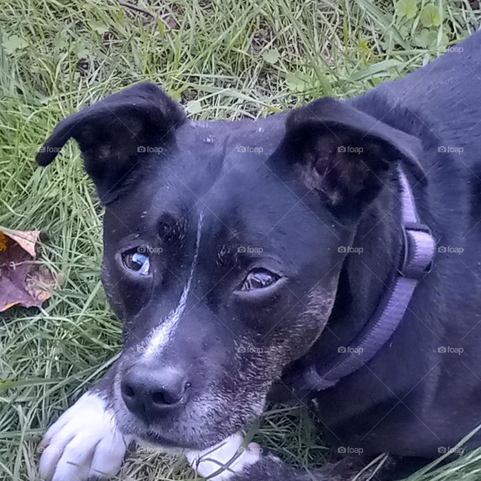 A mixed breed pup, laying in the yard sporting a sad look with one eye glazed over.