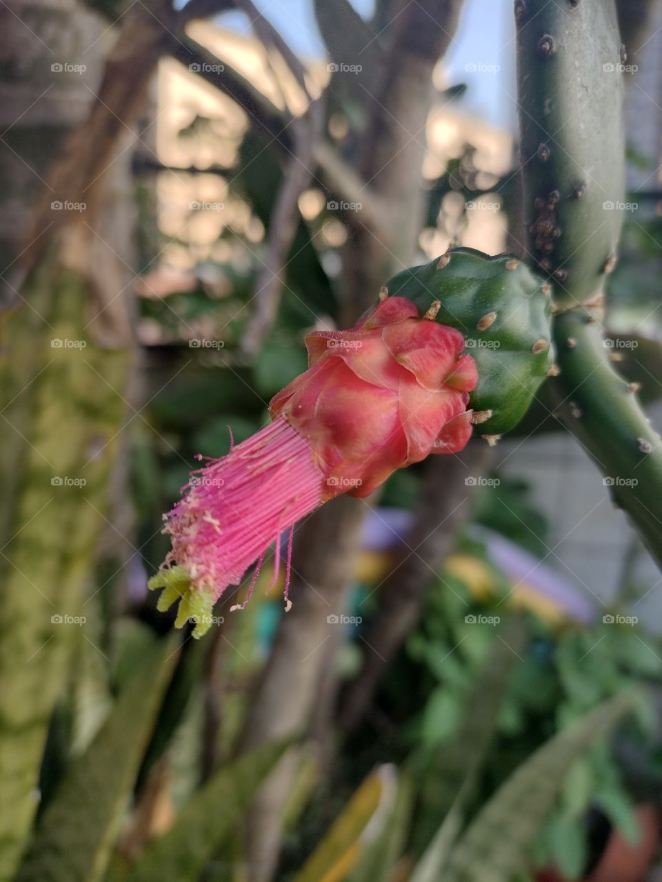 Cactus Flowers