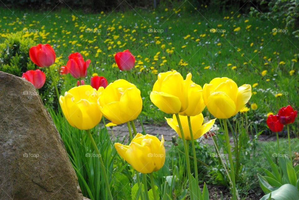 Yellow and Red Tulips. Germany