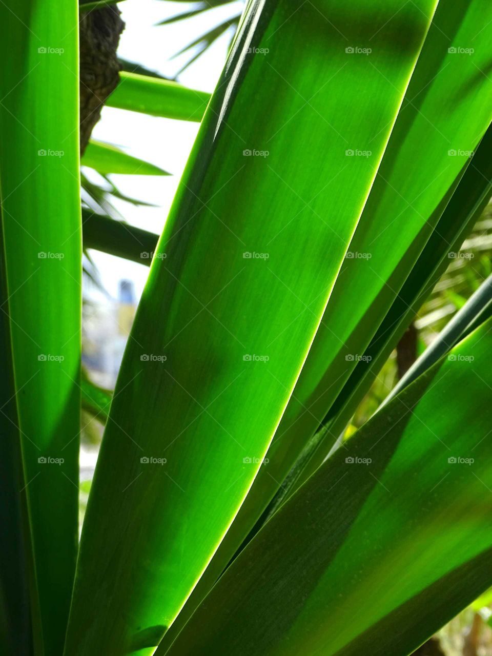 Green leaves