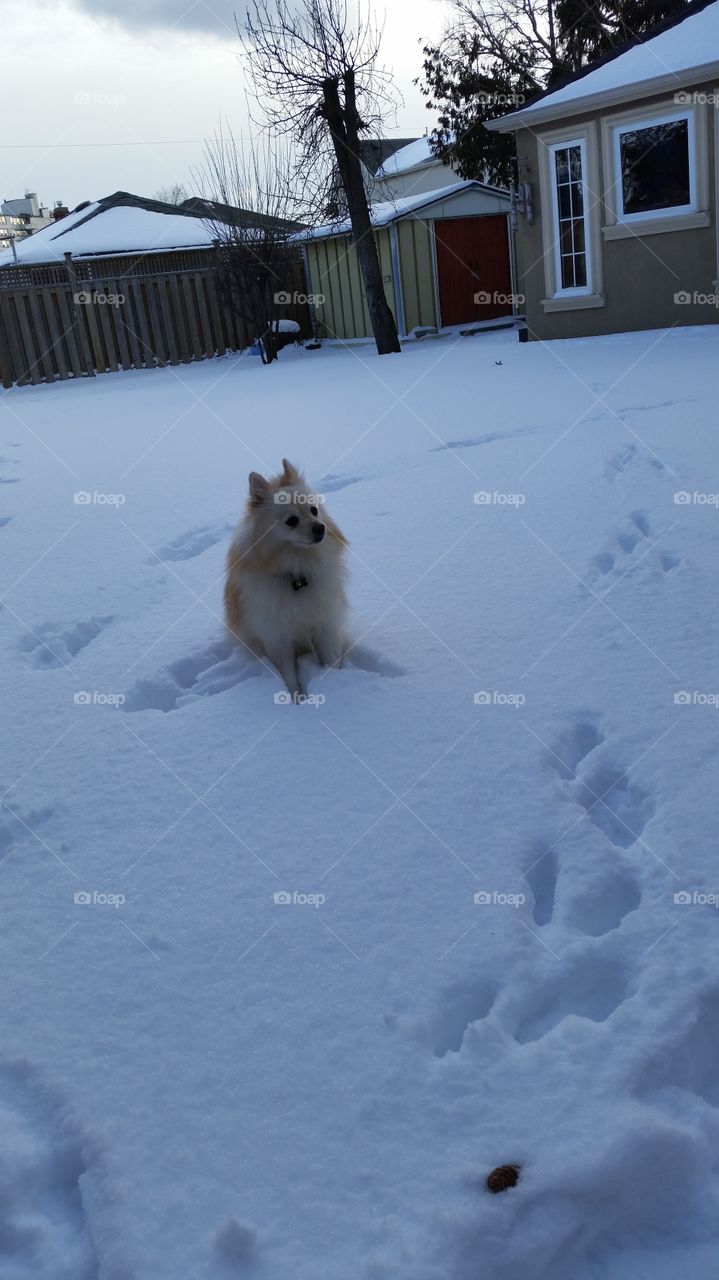 Toby loves snow