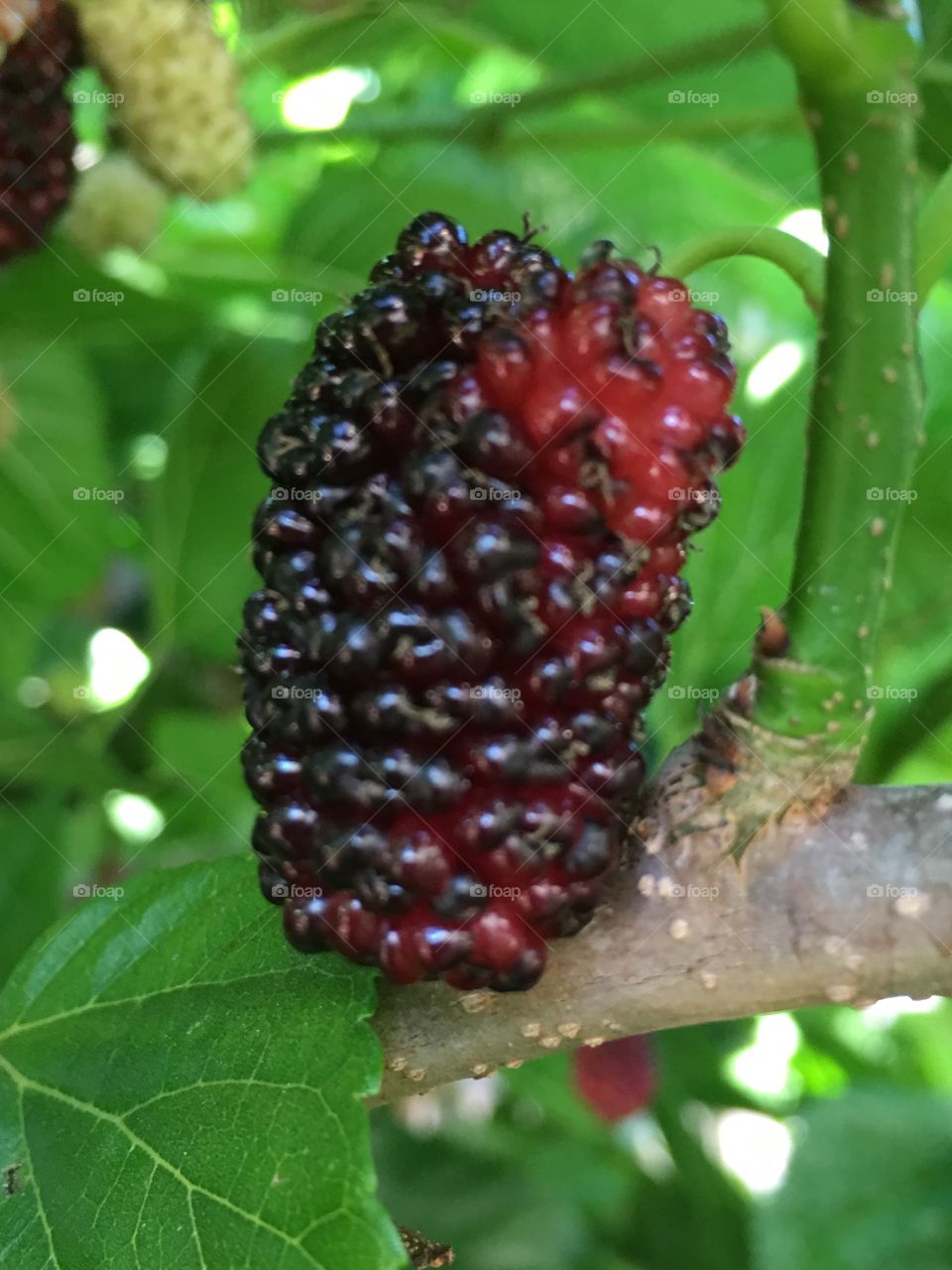 A macro closeup of an almost ripe mulberry berry on the tree