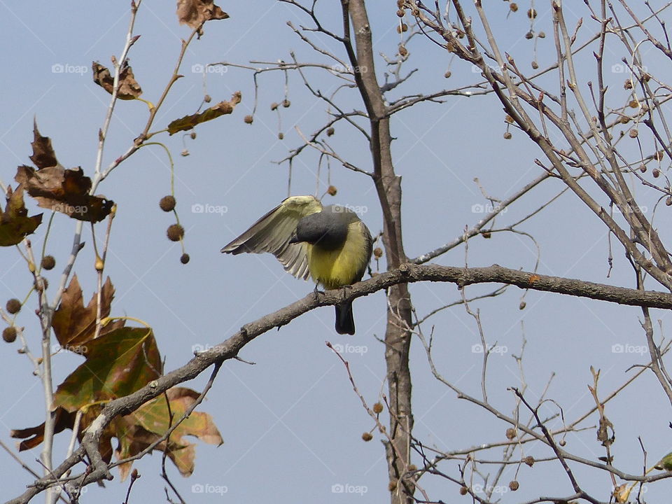 Yellow warbler preening in the woods 