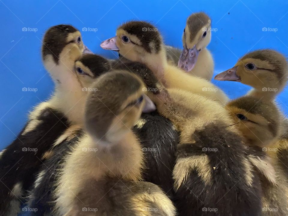 Some ducklings 