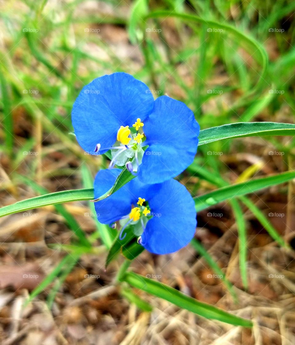 small wildflowers