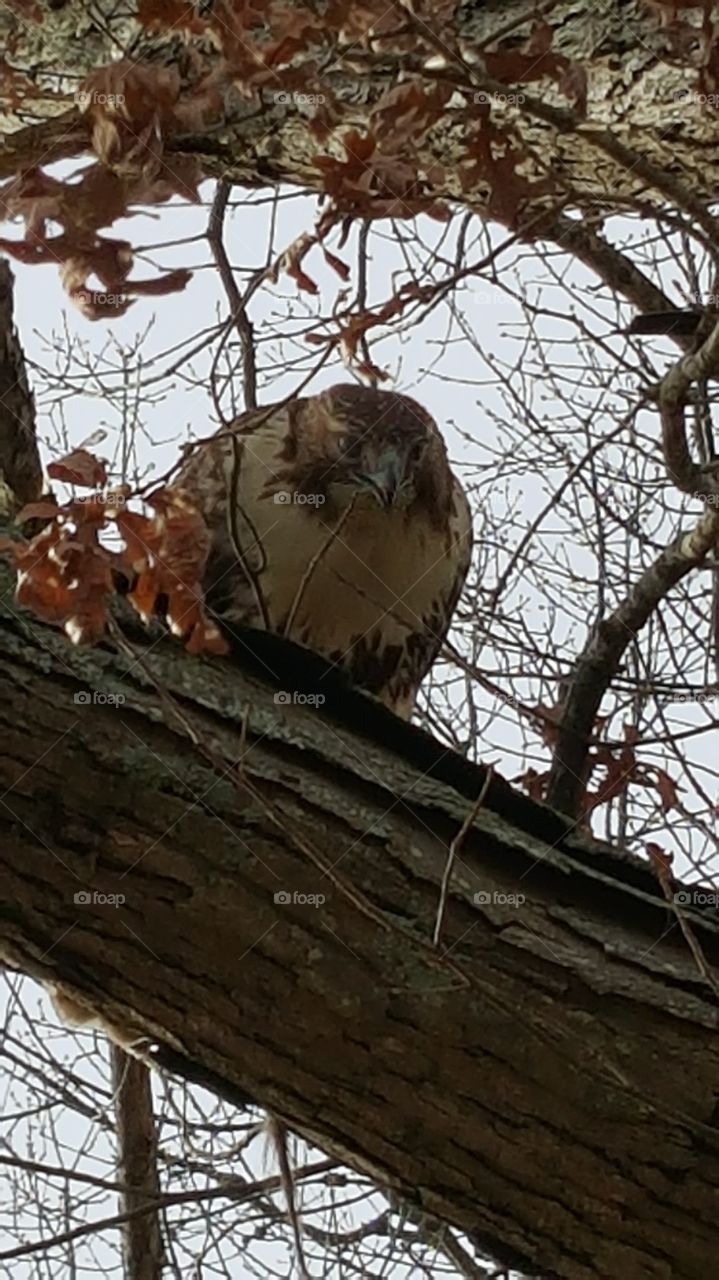 Hawk Eating in Tree