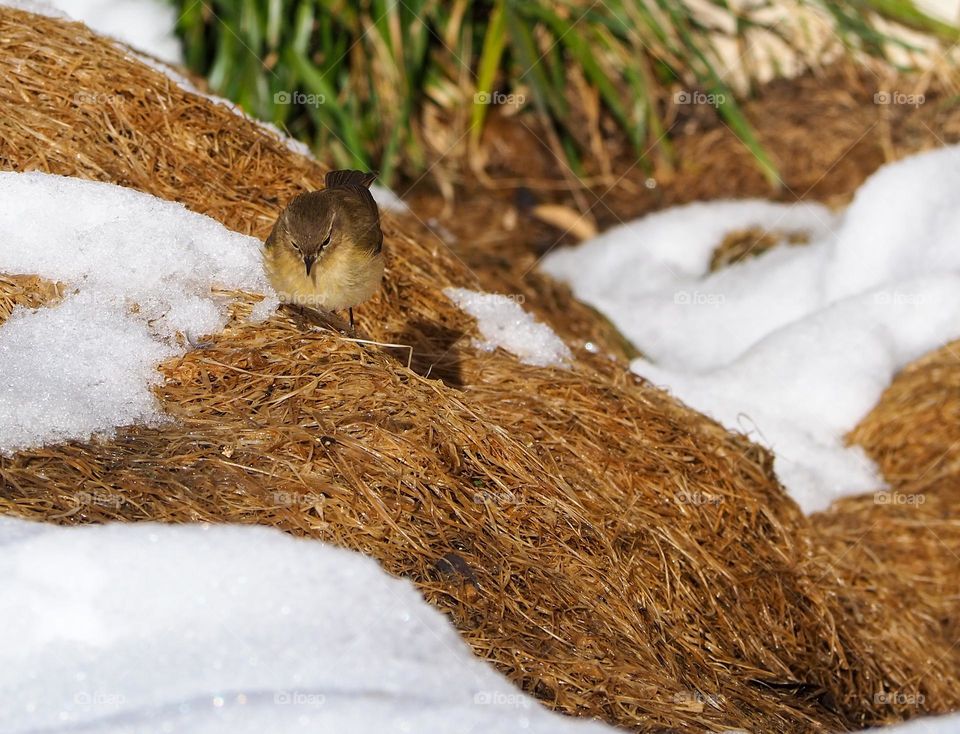 sparrow in the snow