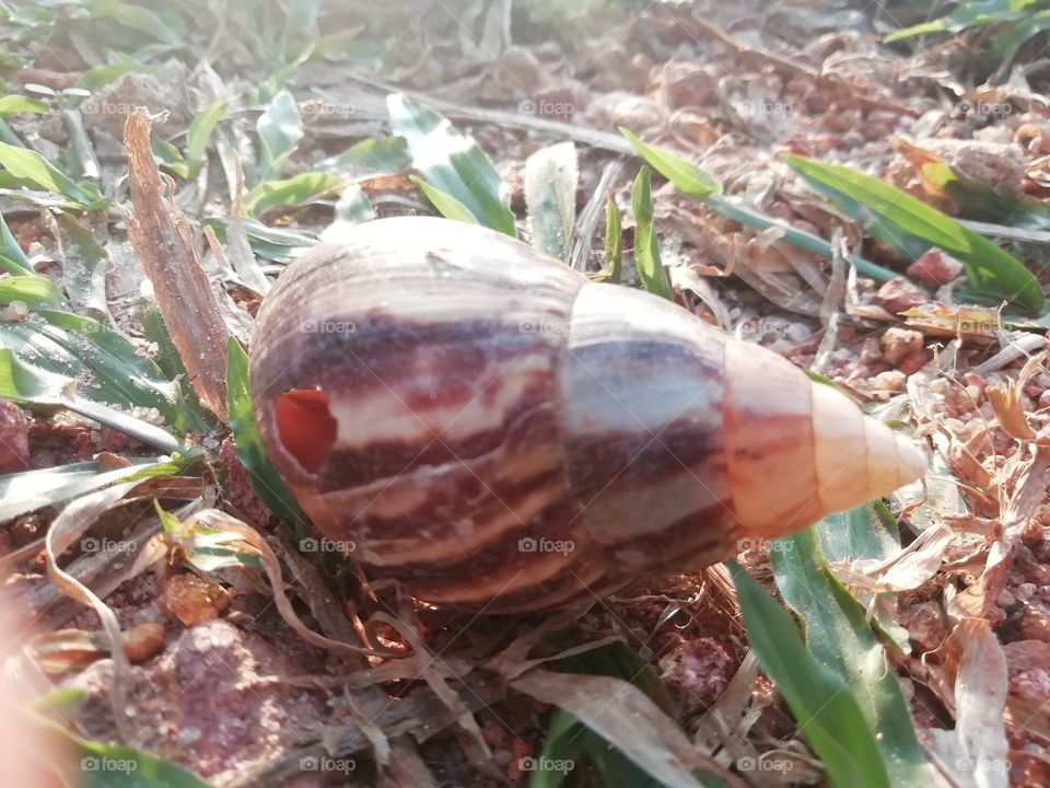 Snail Shell