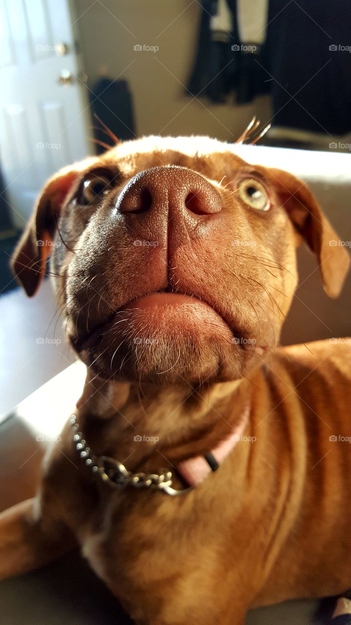 Portrait of a brown dog