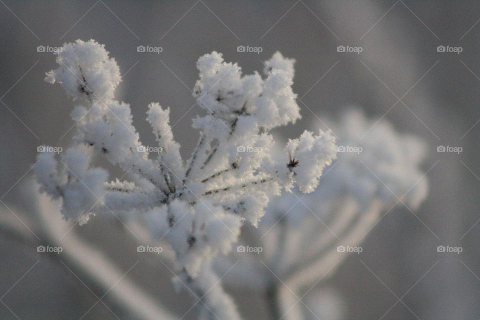 Snow Branch