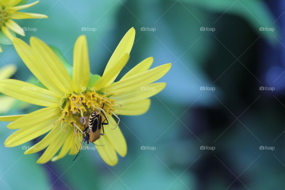 yellow daisy with bug