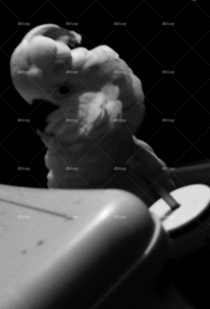 Lavie the cockatoo chilling 