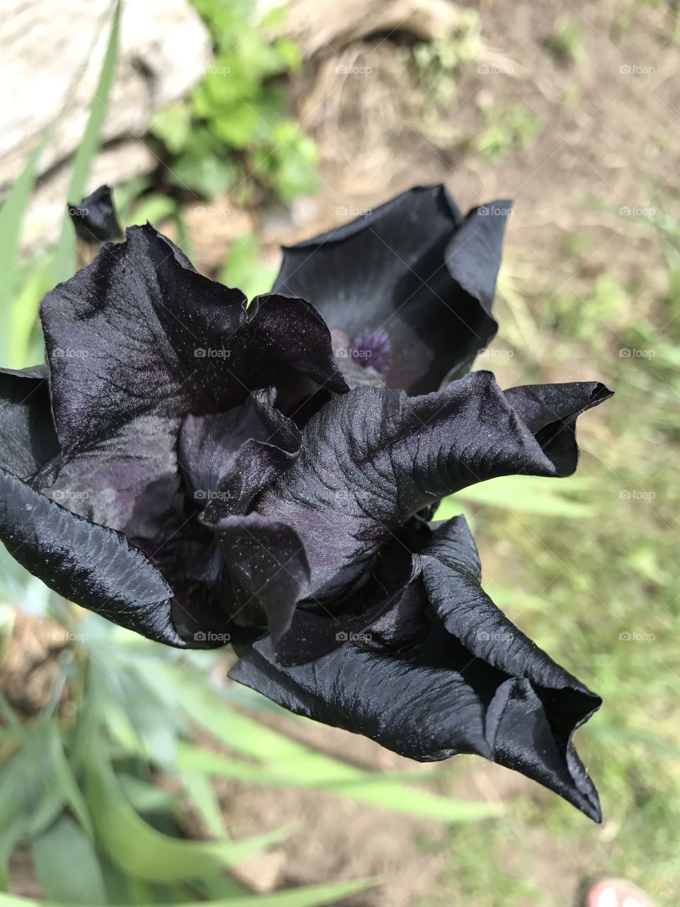 Black iris close up
