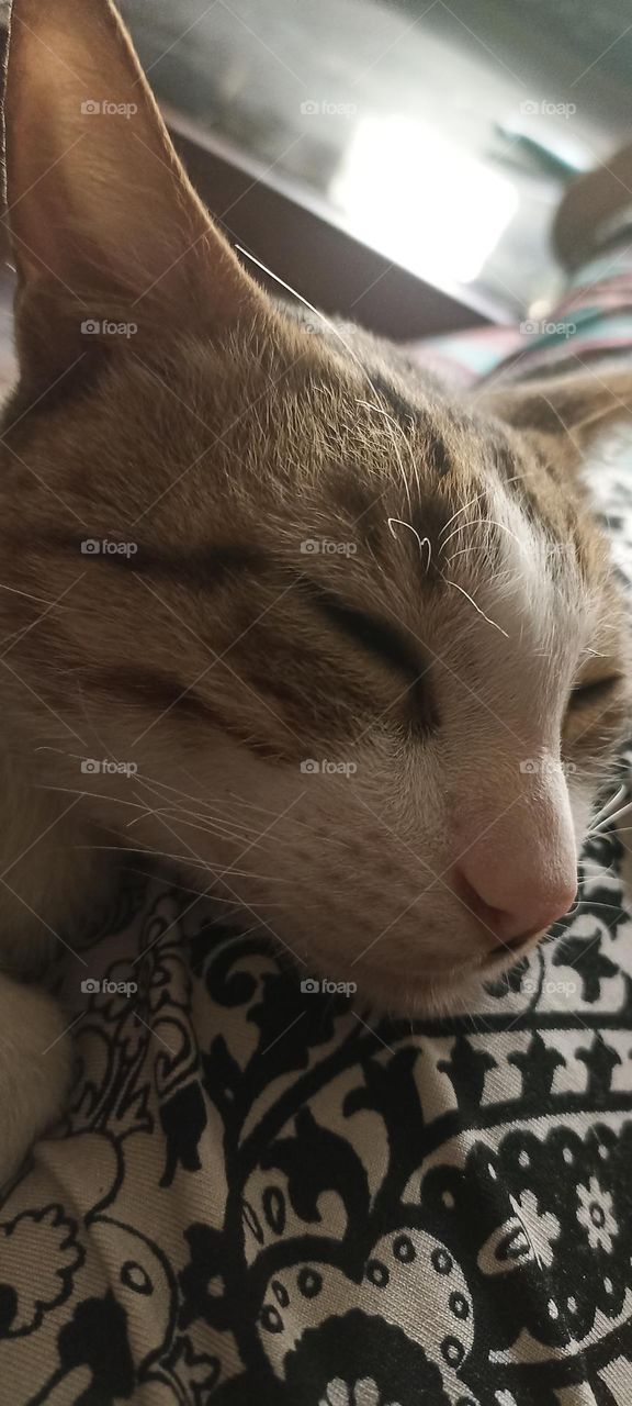 my closed eyes are not going to tell anyone that I am not sleeping