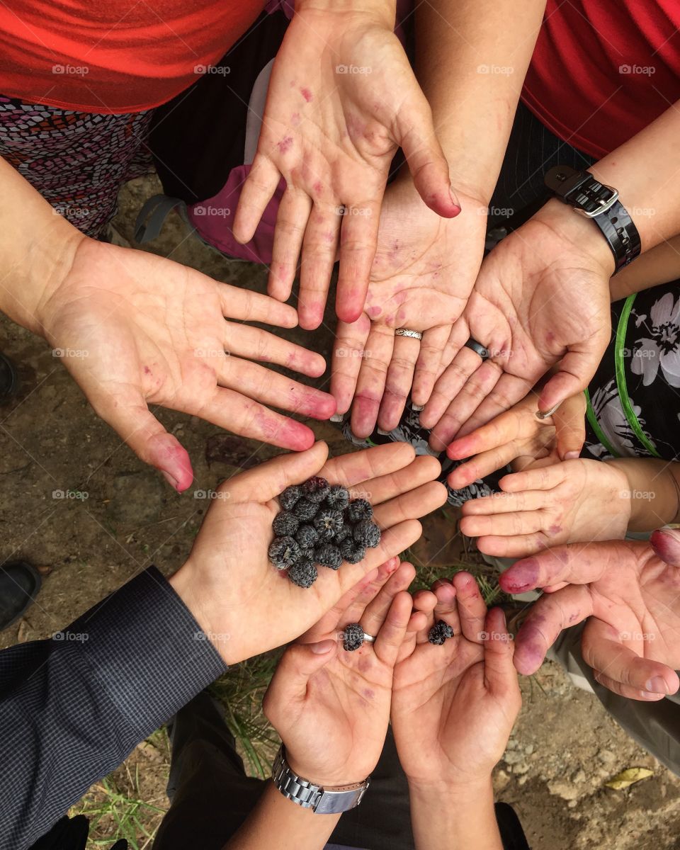 Blackberry stained hands