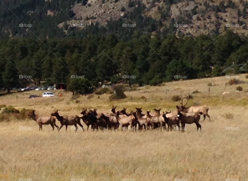 Herd of elk. Rocky Mountain National Park