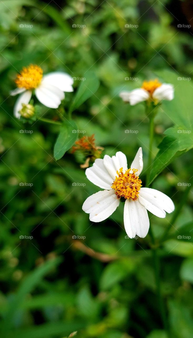 bidens pilosa is a type of plant belonging to the Asteraceae tribe. This herb is generally found wild as a weed on roadsides, in yard gardens, on plantations, or on abandoned lands