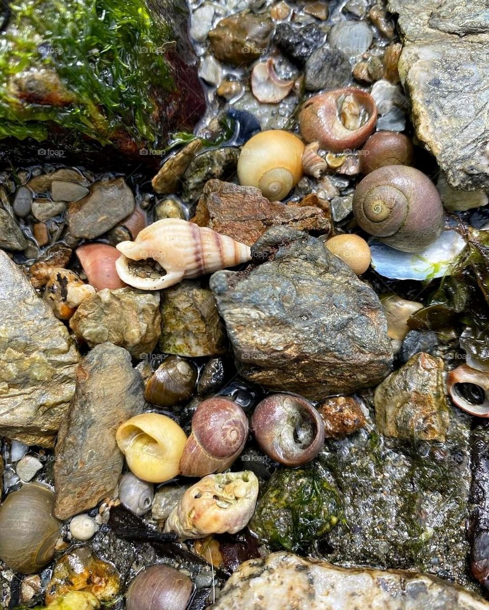 I draw my inspiration from the marine nature