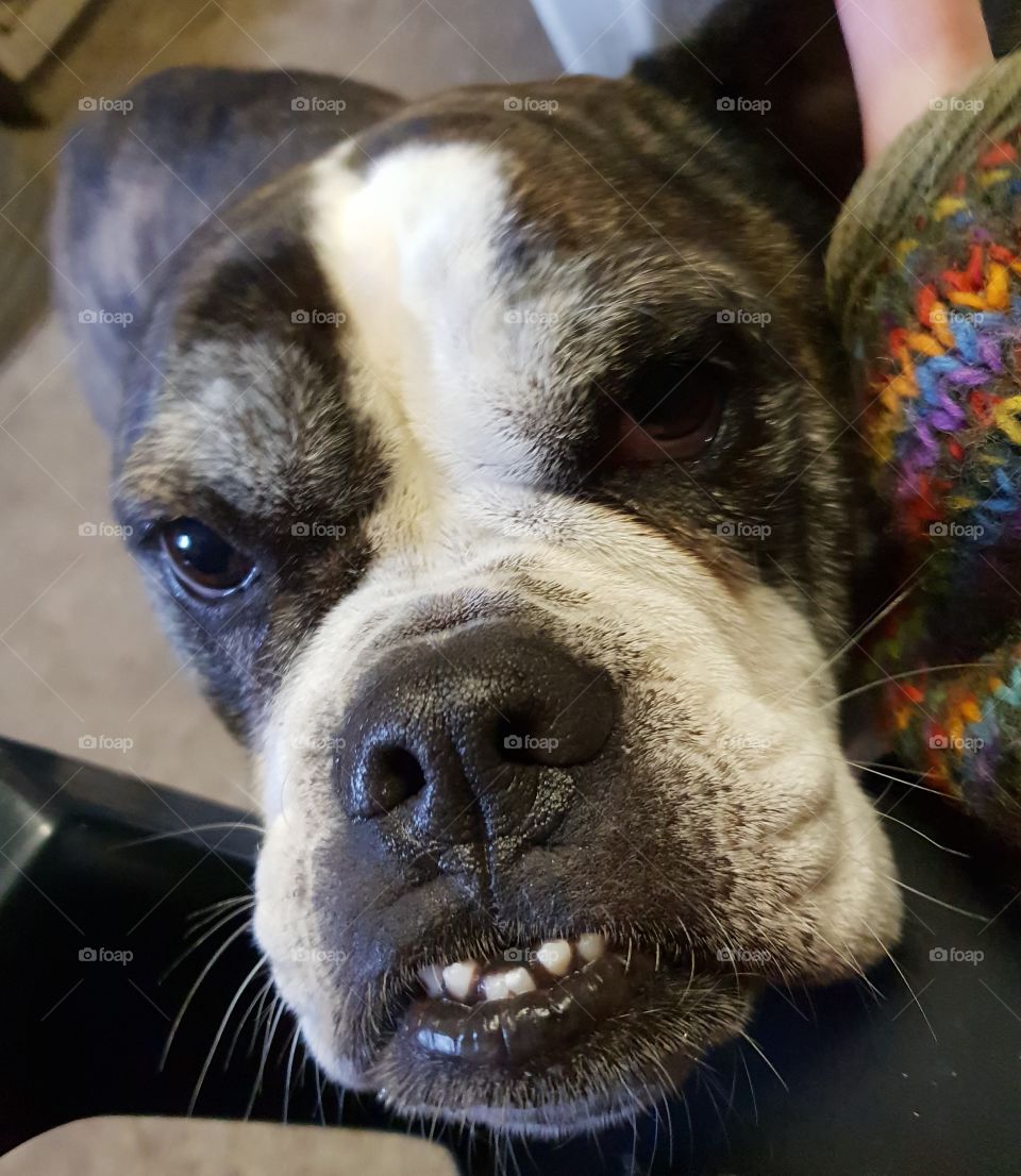 Cute Bulldog Face
