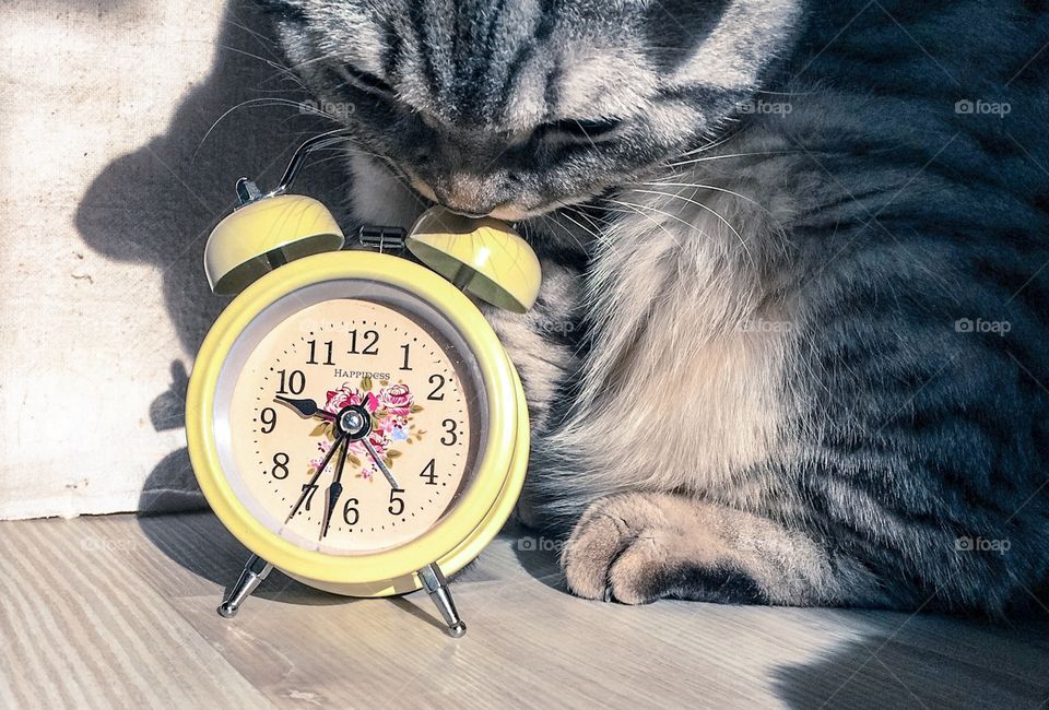 Cat and clocks 