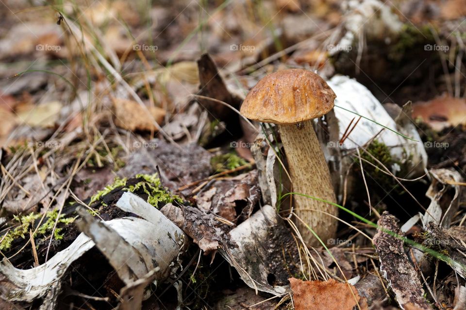 Mushroom in the forest