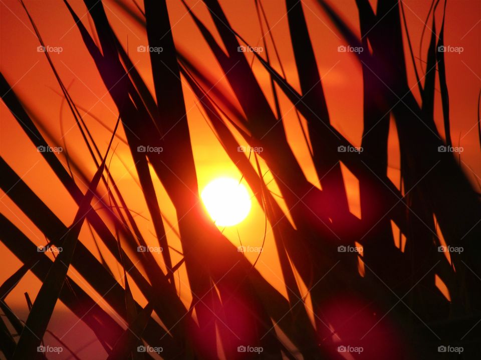 Sunset over Palinuro ( Italy ) with bamboo.