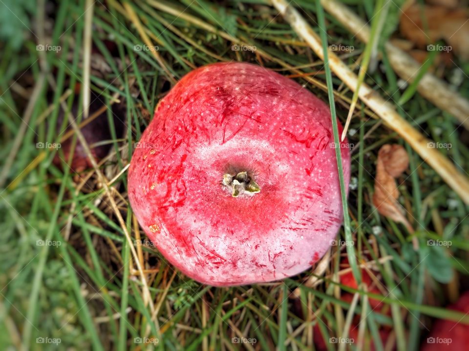 Fresh red apple in the grass