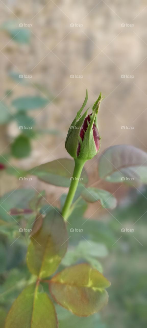 red rose in bud