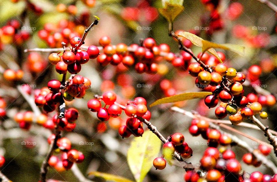 red wild berries on limb