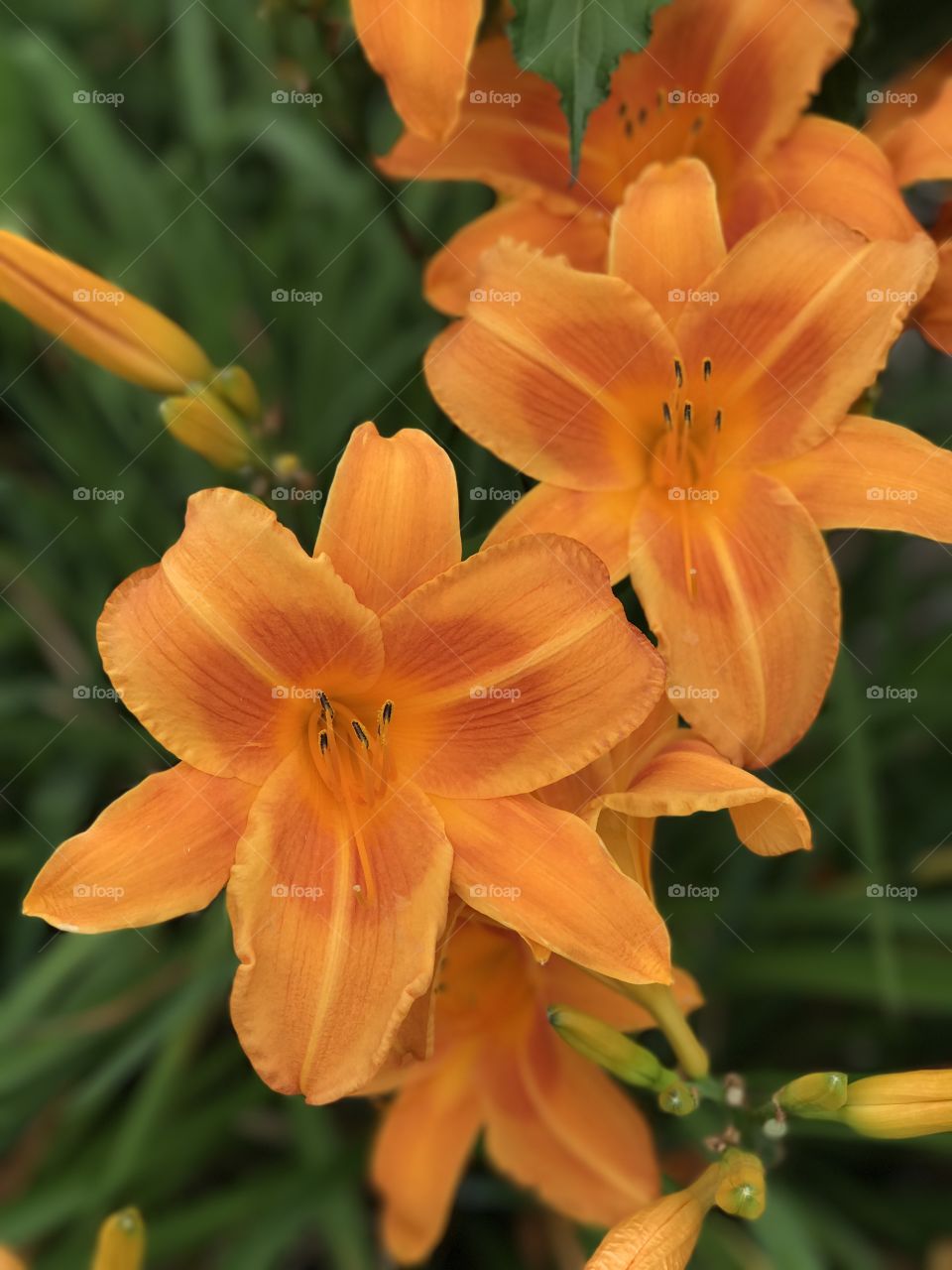 Day lily